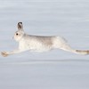 Mountain hare (Lepus timidus) in winter coat running across snow, Scotland